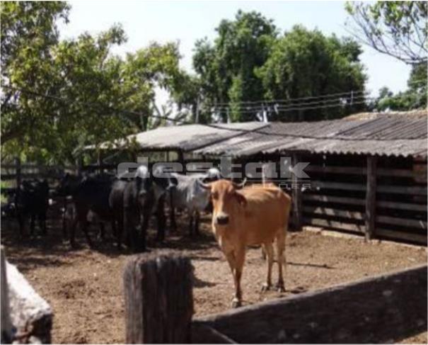 Foto de Fazenda em Bom Despacho/MG