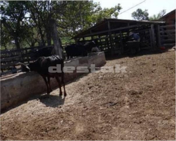 Foto de Fazenda em Bom Despacho/MG